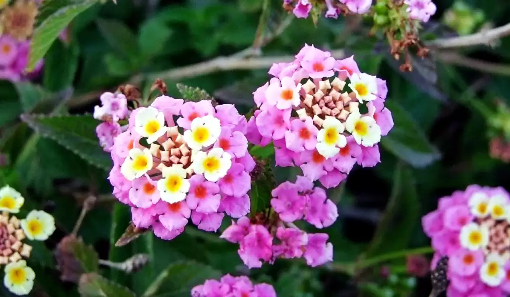 Lantana