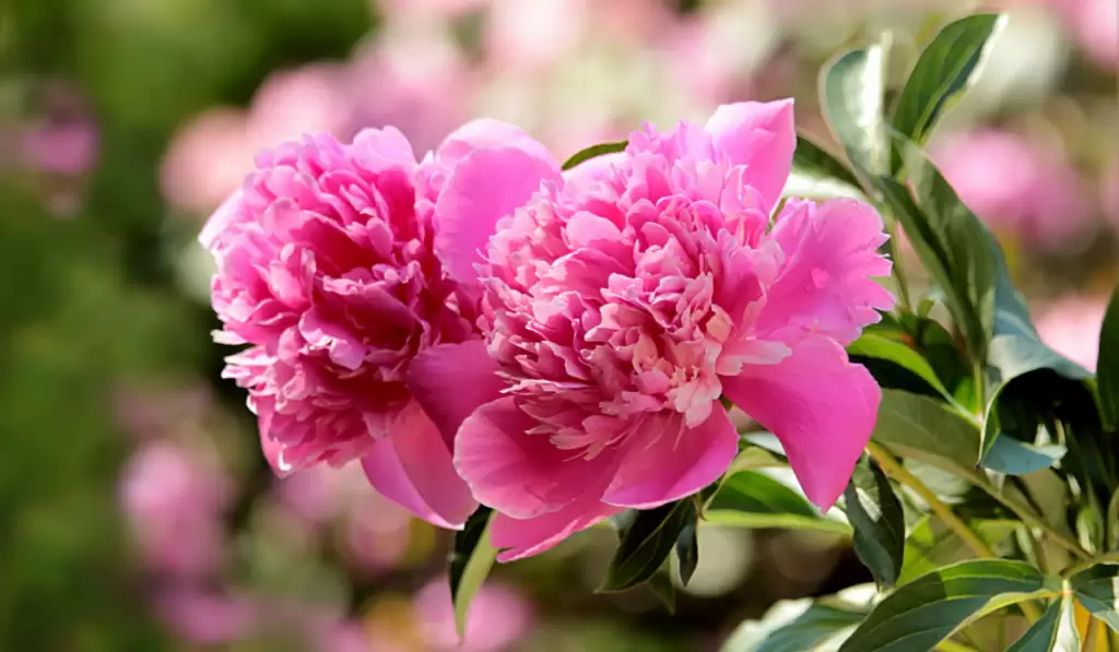 Peony