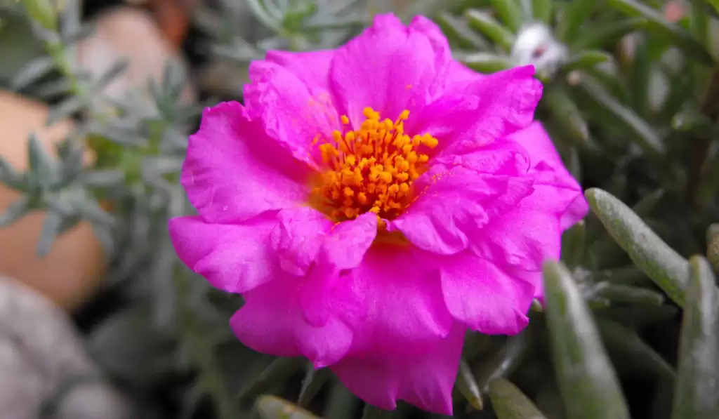 Moss rose