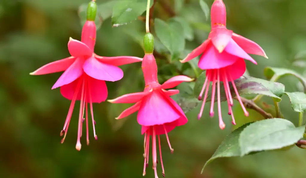 Fuchsia