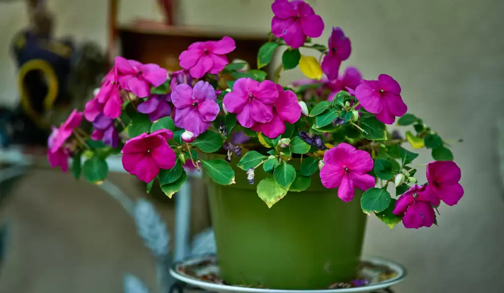 Impatiens