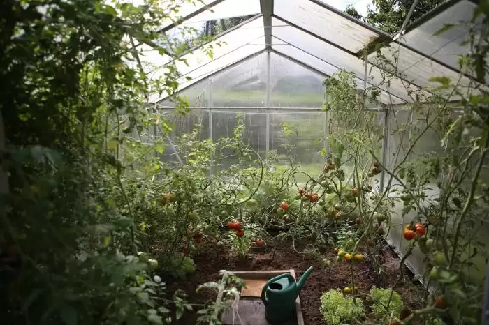 Maximizing Your Backyard Greenhouse for Organic Vegetable and Fruit Production