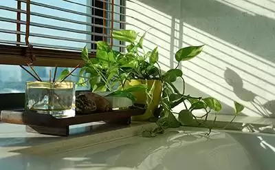 Indoor Air Purifier Plant